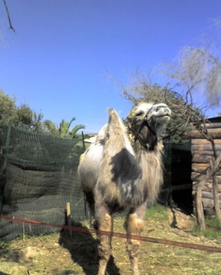  Pbaños con camellos 